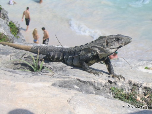 bei Tulum kann man auch baden gehen - zurÃŒck zur Ãbersicht