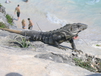 bei Tulum kann man auch baden gehen