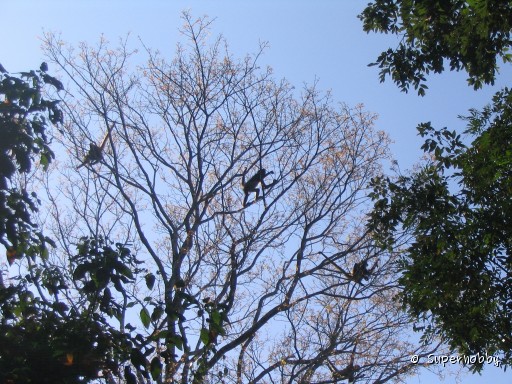 Affen auf dem Baum - zurÃŒck zur Ãbersicht