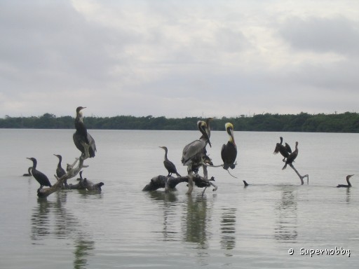 Naturreservat Rio Lagartos - zurÃŒck zur Ãbersicht