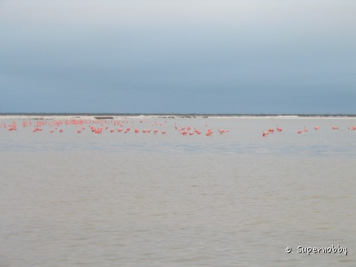 rosa Flamingos (ich brauche mehr Zoom!) - zurÃŒck zur Ãbersicht