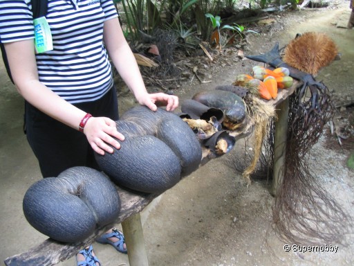 Coco de Mer Nüsse im Vallée de Mai - zurÃŒck zur Ãbersicht