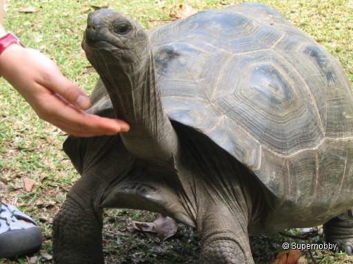 kleine Riesenschildkröte auf Curieuse - zurÃŒck zur Ãbersicht