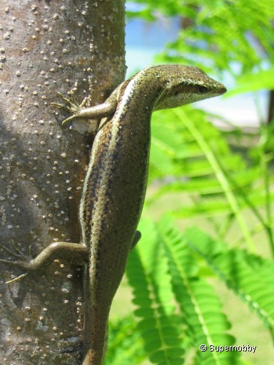 Geckos gibt es viele - zurÃŒck zur Ãbersicht